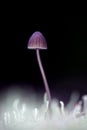 Small toadstool closeup on bluck background