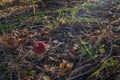 small toadstool on the forest floor with leaves and grass Royalty Free Stock Photo