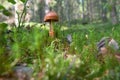 Small toadstool Royalty Free Stock Photo