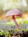 Small Toadstool