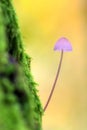 Pink and Yellow Toadstool Royalty Free Stock Photo