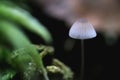 Small toadstool mushroom. Green leaf texture. Nature floral background. Organic botanical beauty macro closeup Royalty Free Stock Photo