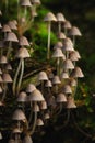 Small toadstool mushrooms in the forest Royalty Free Stock Photo