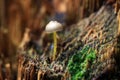 Small toadstool mushrooms in the forest Royalty Free Stock Photo