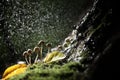 Small toadstool mushrooms small but dangerous