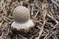 Small toadstool spissa