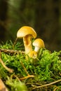 Small toadstool with three plants which are nibbled by snails Royalty Free Stock Photo