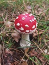 Small toadstool in the woods