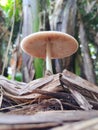 Small toadstools that grow on dead trees Royalty Free Stock Photo