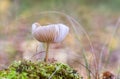 Small toadstools Royalty Free Stock Photo