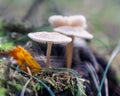 Small toadstools Royalty Free Stock Photo