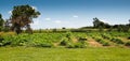 Small Tobacco Field