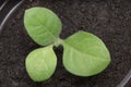 Small Tobacco Seedlings