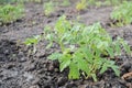 Small tomato plant on dry soil