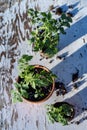 Small tomato plant in pot still life Mojave desert mountain range background Royalty Free Stock Photo