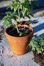 Small tomato plant in pot still life Mojave desert mountain range background Royalty Free Stock Photo