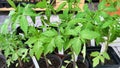 Small tomato plants. 12cm in small containers