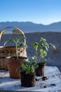 Small tomato plants and garden basket still life Royalty Free Stock Photo