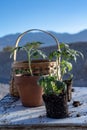 Small tomato plants and garden basket still life Royalty Free Stock Photo