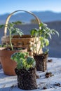 Small tomato plants and garden basket still life Royalty Free Stock Photo