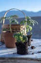 Small tomato plants and garden basket still life Royalty Free Stock Photo