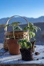 Small tomato plants and garden basket still life Royalty Free Stock Photo