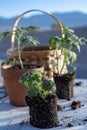 Small tomato plants and garden basket still life Royalty Free Stock Photo