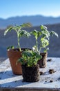 Small tomato plants still life Mojave desert mountain range background Royalty Free Stock Photo