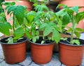 Small tomato plants in small containers