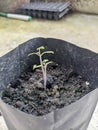 small tomato plants, the stems have fine hairs