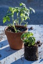 Small tomato plants still life Mojave desert mountain range background Royalty Free Stock Photo