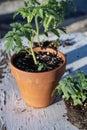 Small tomato plants still life Mojave desert mountain range background Royalty Free Stock Photo