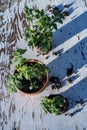 Small tomato plants still life Mojave desert mountain range background Royalty Free Stock Photo