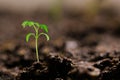 Small tomato seedling in the ground