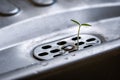 Small tomato seedling growing from the drain of a metal sink in the kitchen. Concept of growth, hope, strength or assertiveness.