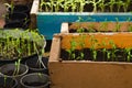 Small tomato seedling. new green seedlings in box