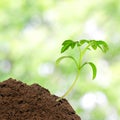 Small tomato seedling