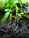 Small tomato seedlings