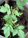 Small tomato trees with green leaves using compost planting media Royalty Free Stock Photo