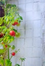 Small tomatoes grow on the balcony. Homemade tomatoes. Harvesting