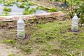 Small tomatoes plant in garden, with plastic bottle on it to protect from the frozen time