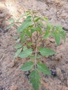 Small Tomatoes plant