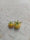 small tomatoes resulting from gardening