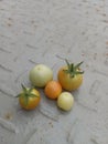 small tomatoes resulting from gardening