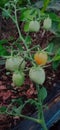 small tomatoes that are starting to change color