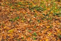 Small tomtit on autumn leaves