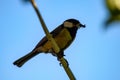 small tomtit bird with worm in the beak