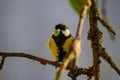 small tomtit bird with worm in the beak Royalty Free Stock Photo