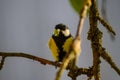 small tomtit bird with worm in the beak