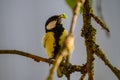 small tomtit bird with worm in the beak